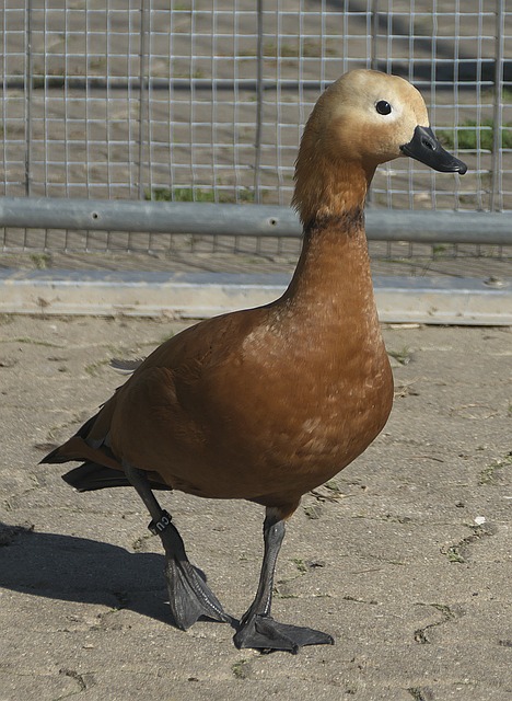 賽規範